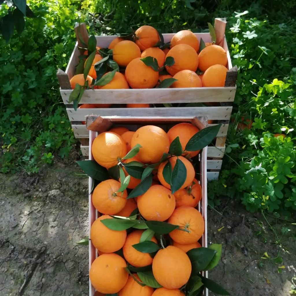 Cassetta di arance Washington navel d.o.p di RIBERA