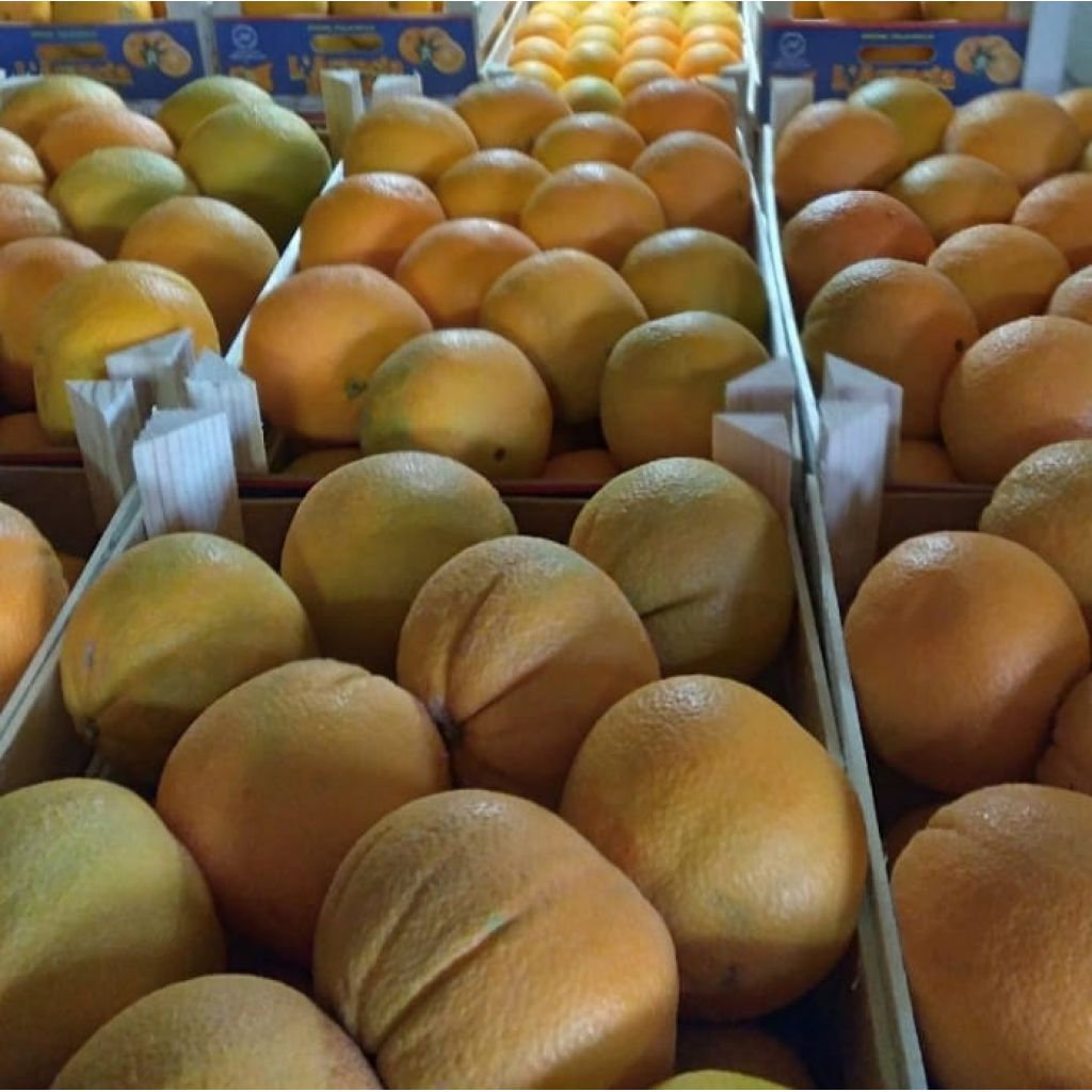 Arancia Washington navel d. o. p di RIBERA 16/17 KG FIORONI