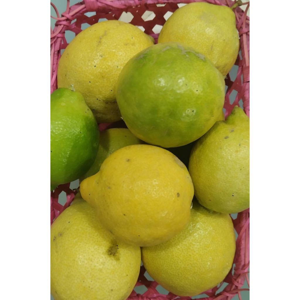 Limoni