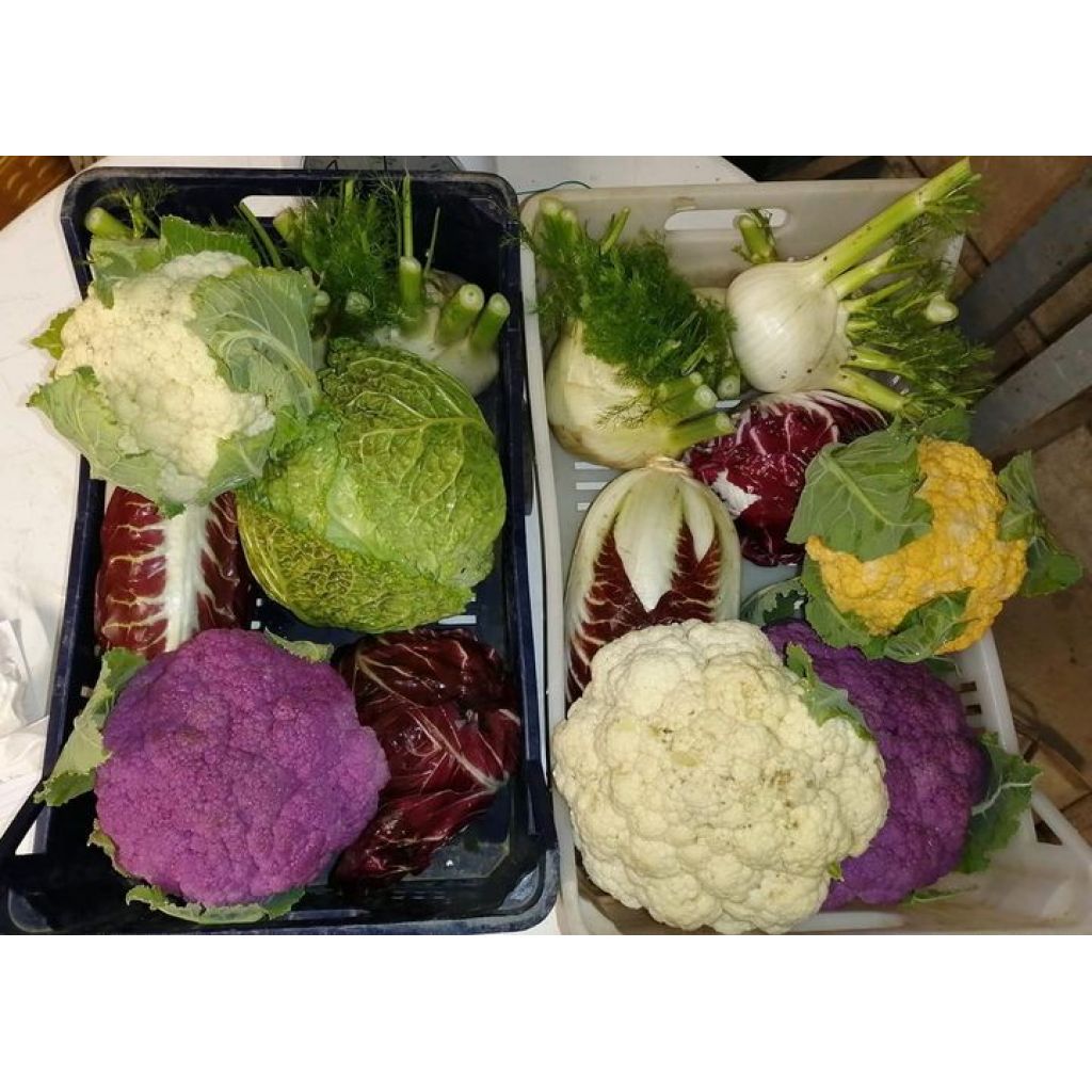 Cassetta verdure
