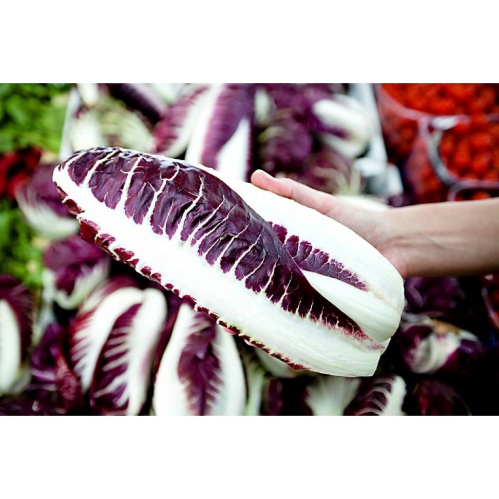 Radicchio