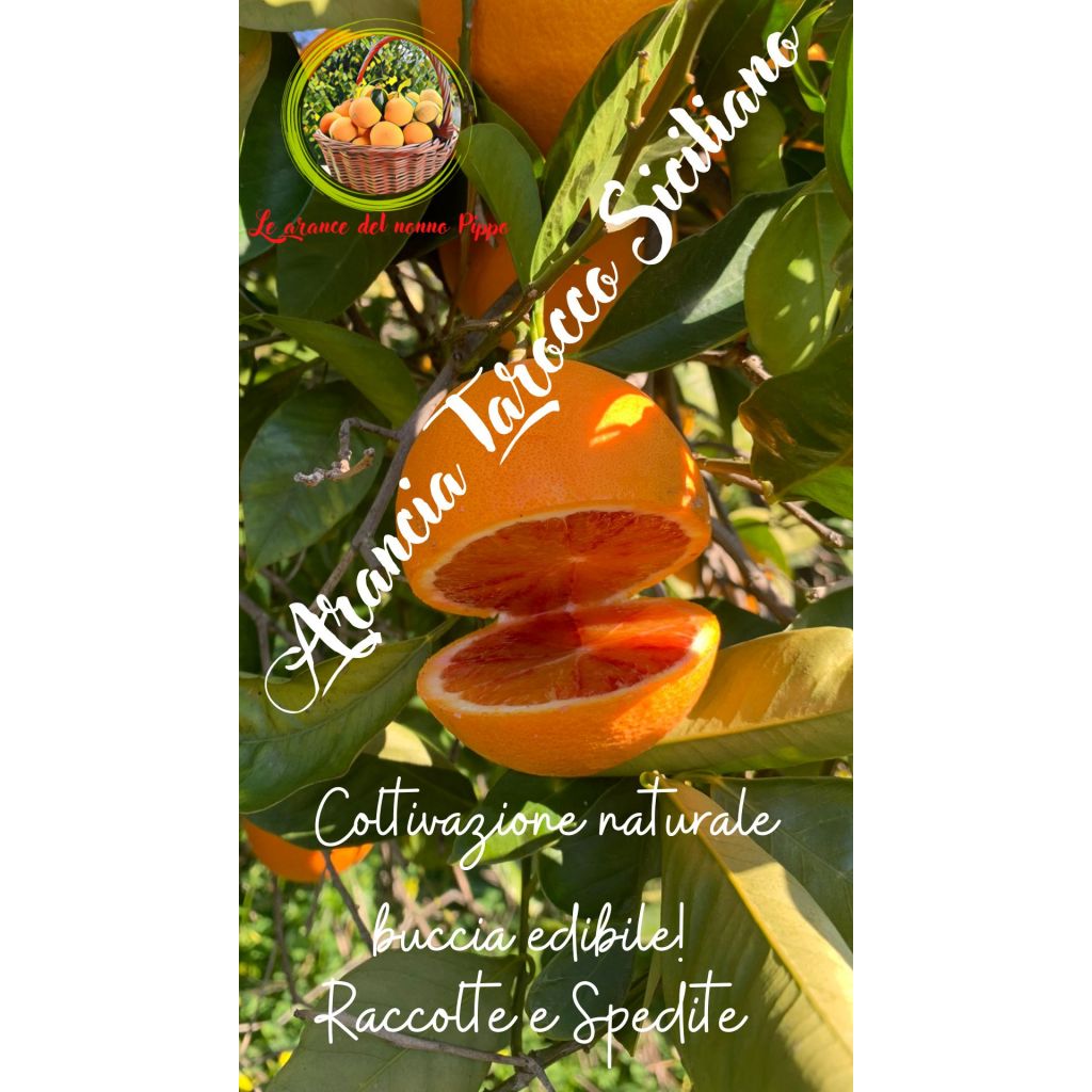 ARANCE TAROCCO - CASSA LEGNO KG 16 SFUSO