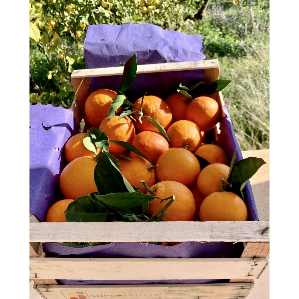 Cassa da 10 Kg Arance Tarocco Sicilia