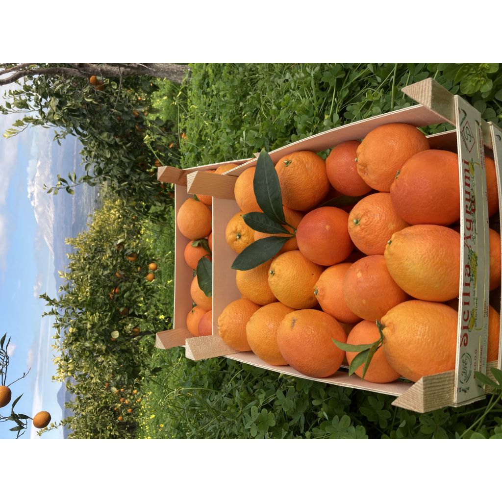 Arancedi Sicilia Tarocco IGP - Quantit&agrave; variabile su richiesta del singolo acquirente- min 100 Kg