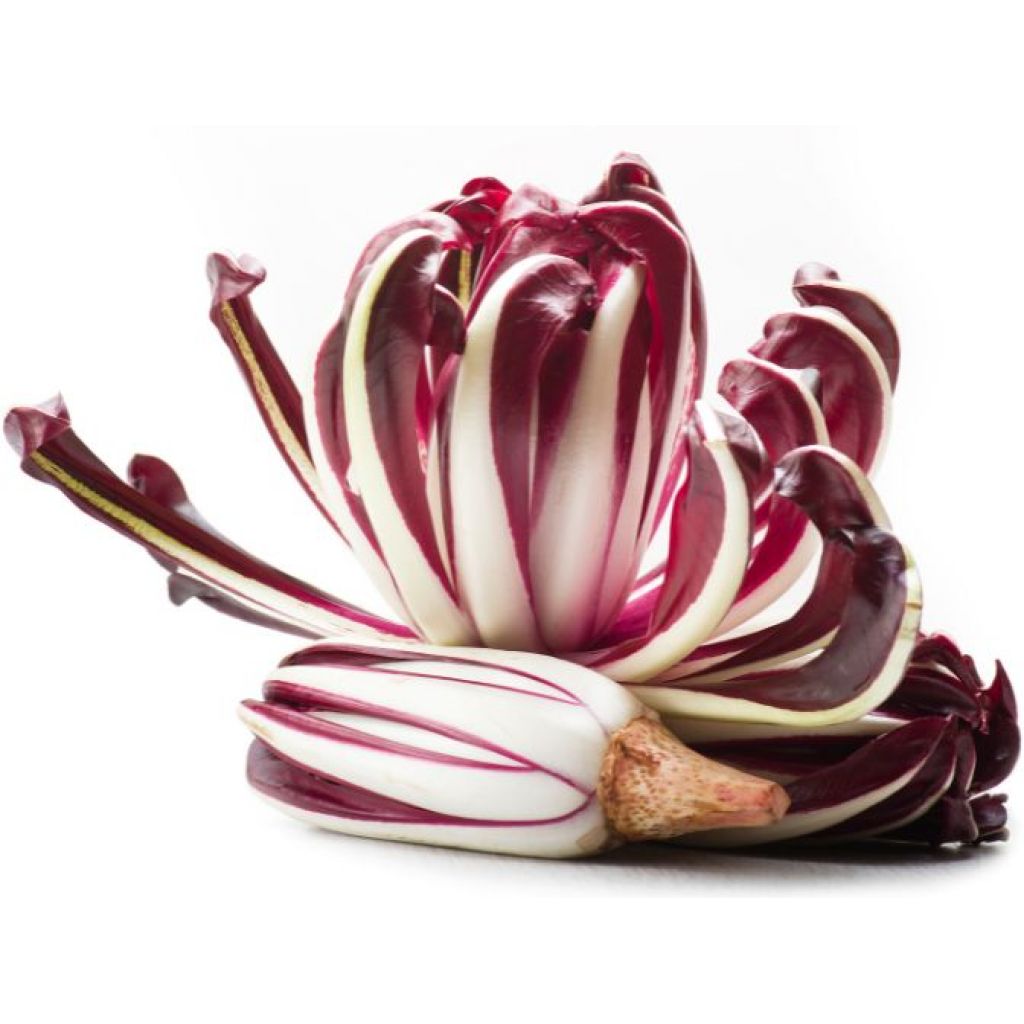 Radicchio