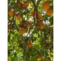 c5330dde371844e7b26a909875ecba13