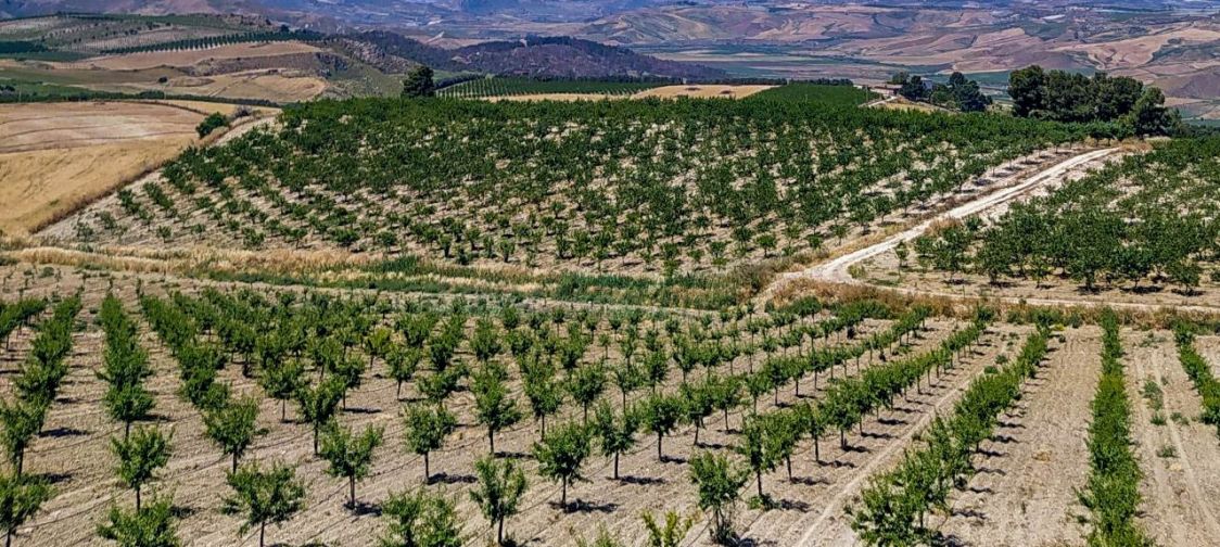 TENUTA FRATELLI BUZZI