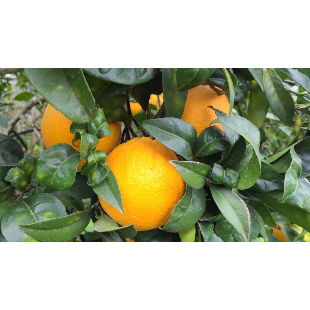 Arancie Bio