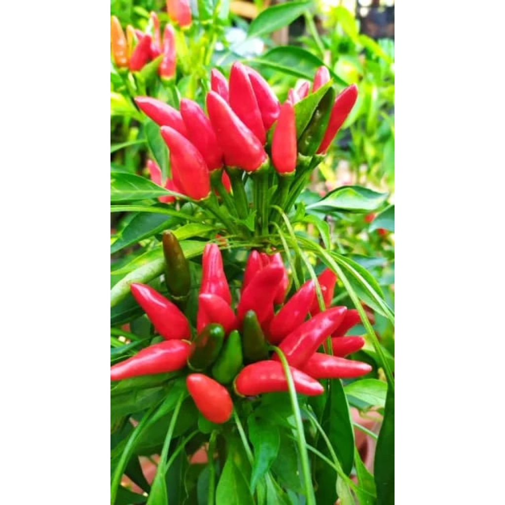 Peperoncini Guardacielo Bio