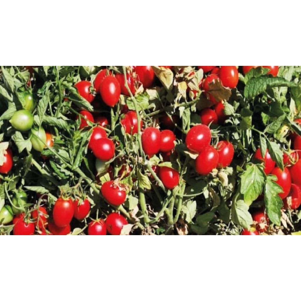Pomodoro Faino Bio