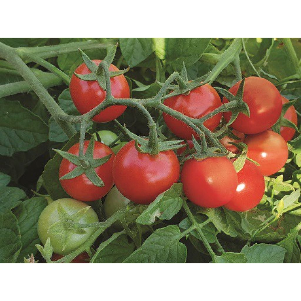 Pomodoro Molteno Bio