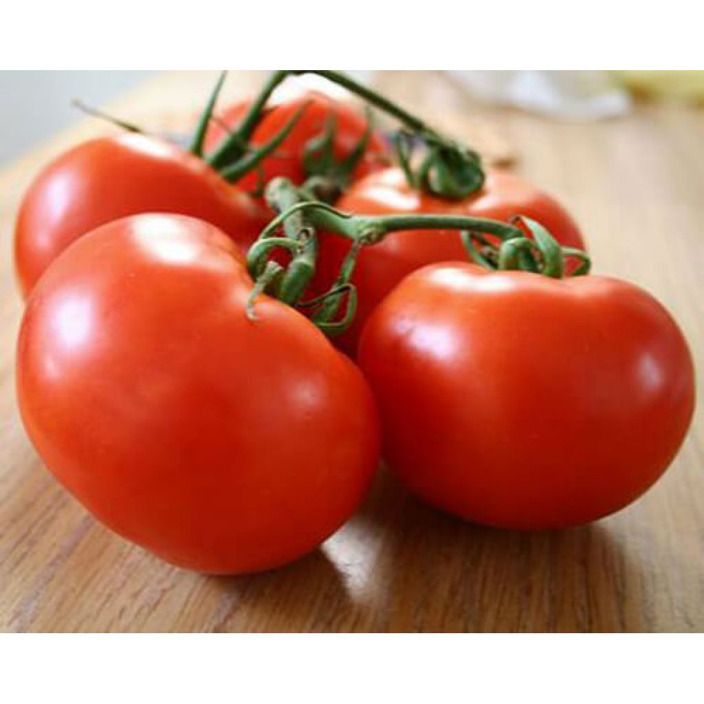 Pomodoro Tombolone Bio