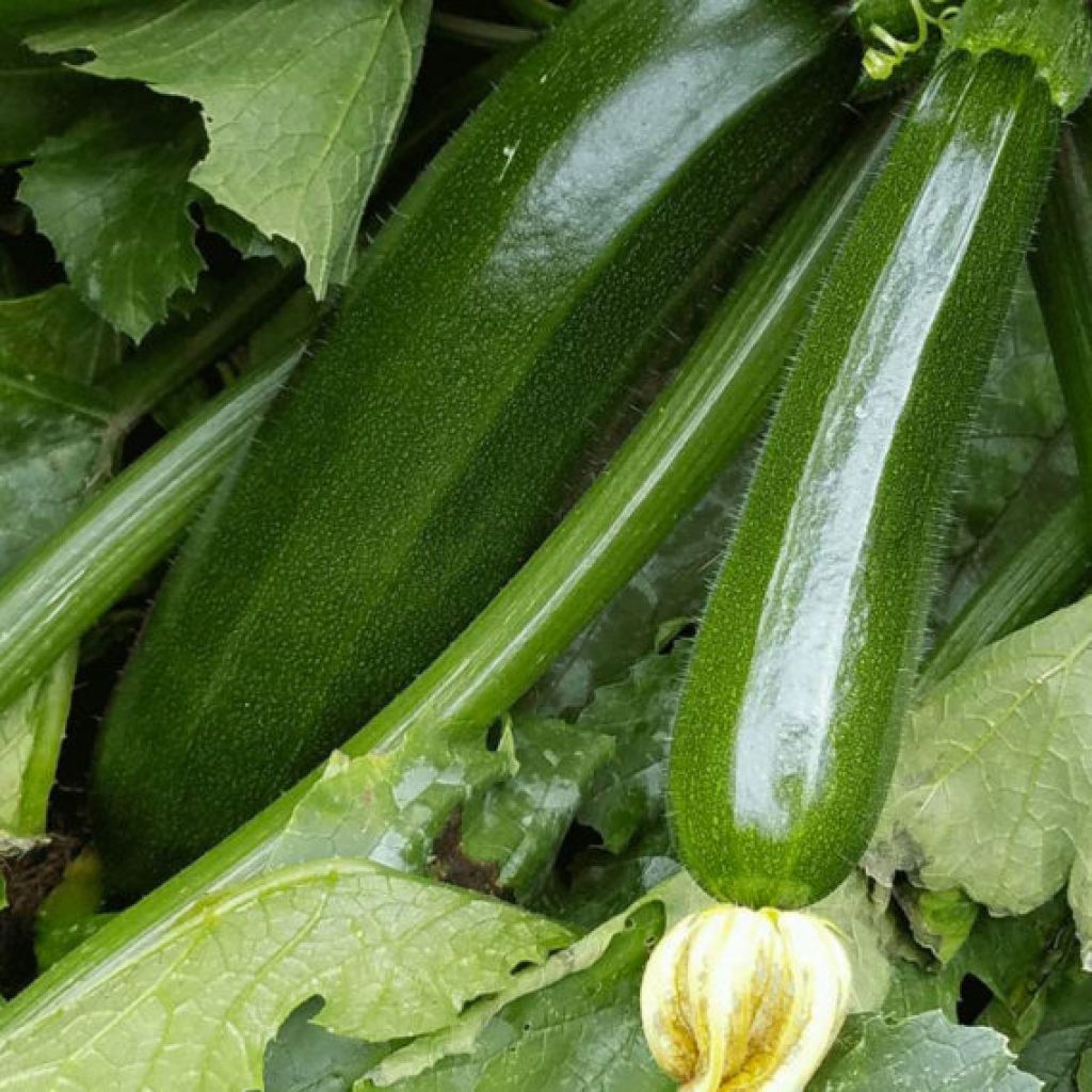 Zucchina Bio