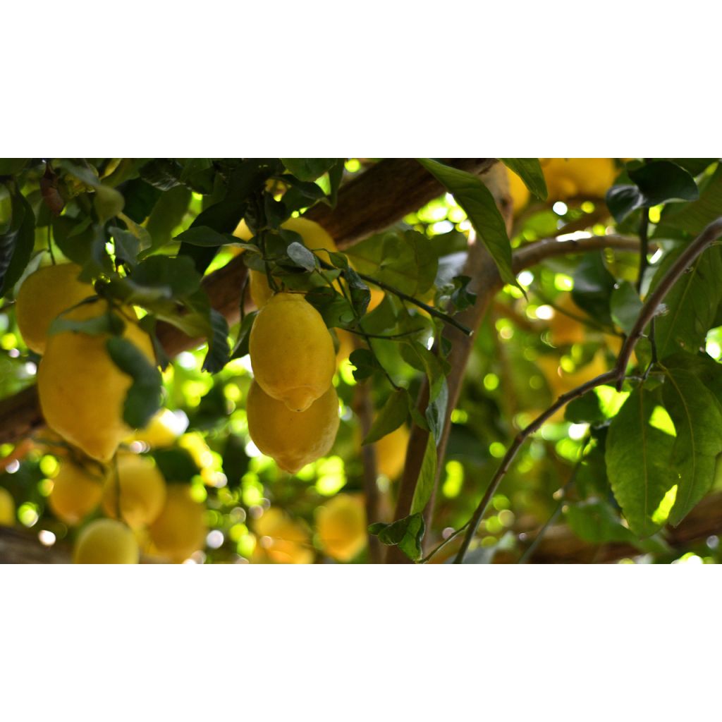 LIMONI (SFUSATO AMALFITANO) IGP