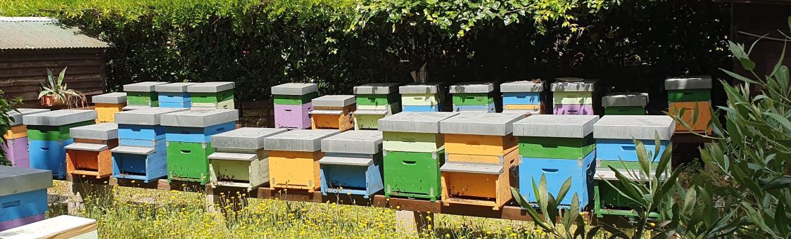 Apicoltura Il N&ograve;cci&ograve;lo