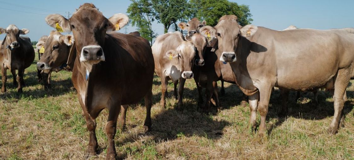 Azienda Agricola Valserena