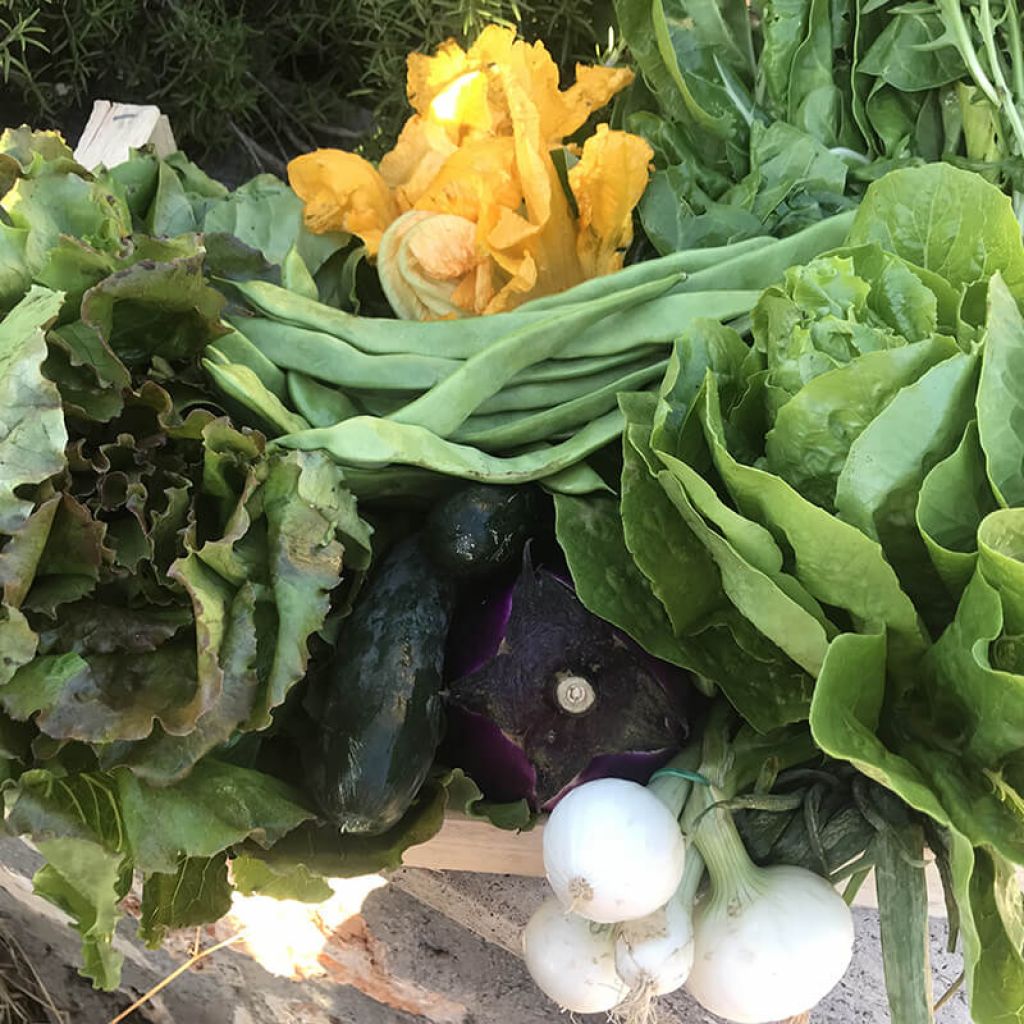 Cassetta mista di verdure di stagione e 6 uova nostrane