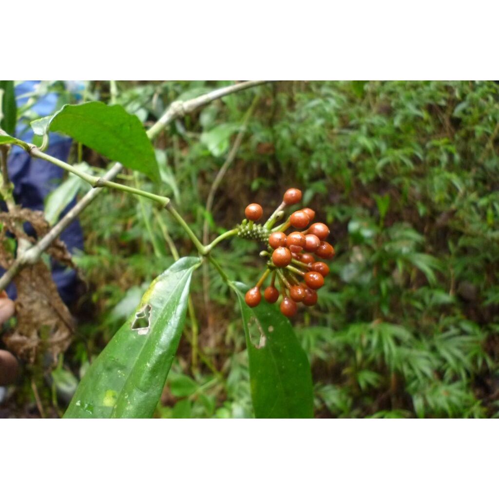 Pepe selvatico del Madagascar in bustina 20 g