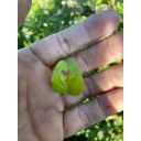 Azienda agricola Poggi Milena