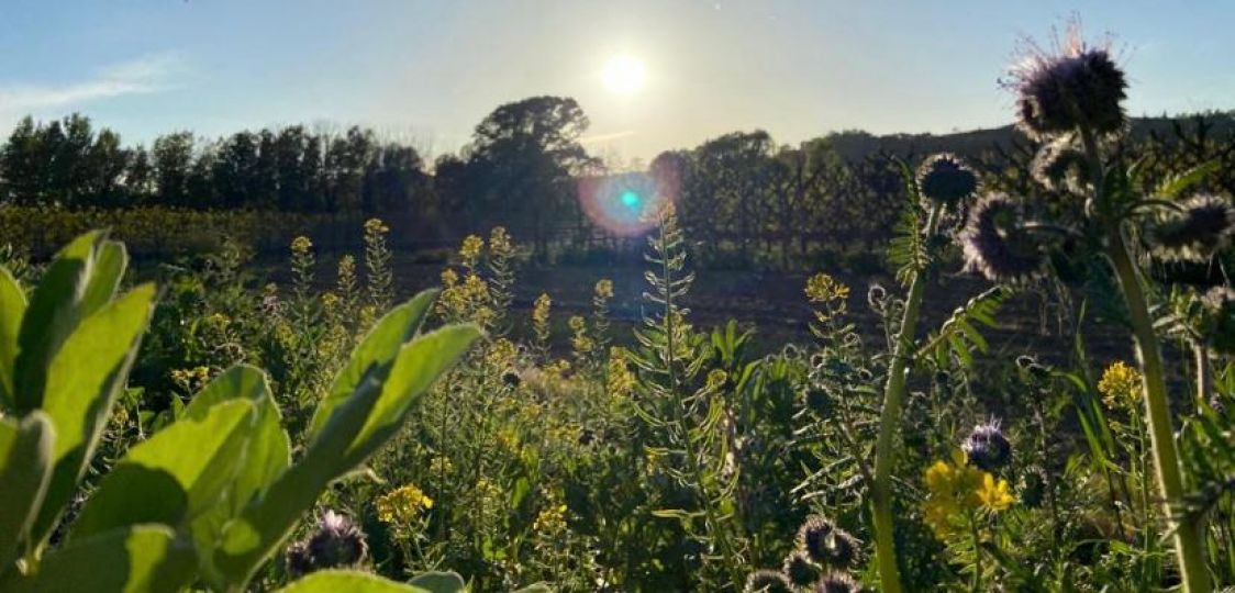 Azienda agricola Poggi Milena