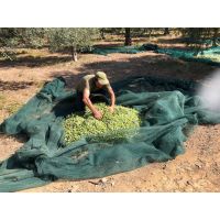 raccolta oliva paolo