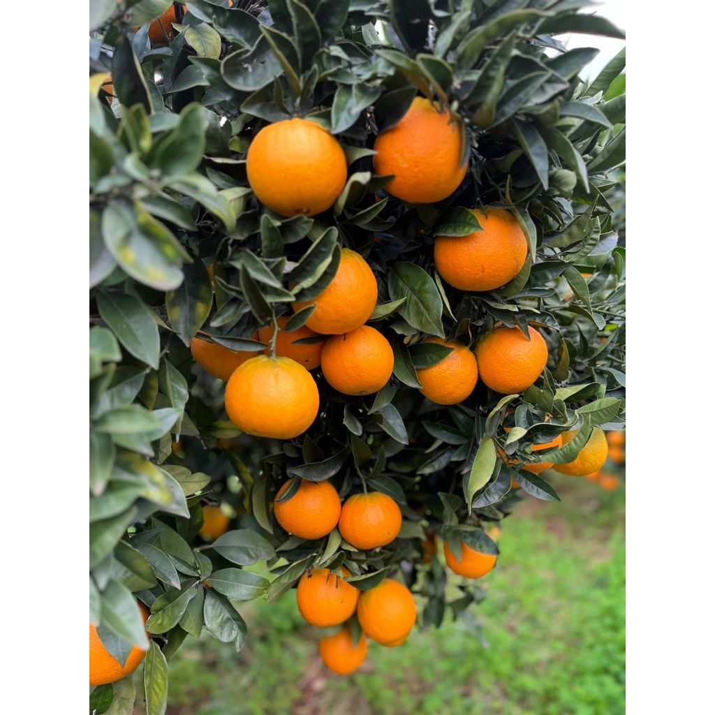 Arance Navel 10Kg