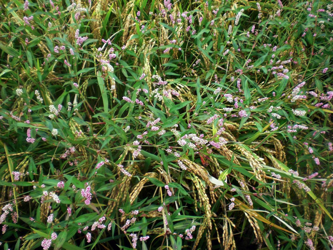 Corte di Ba' - Falavigna - Riso