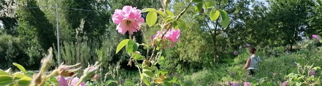 Kirkaia - azienda agricola biologica