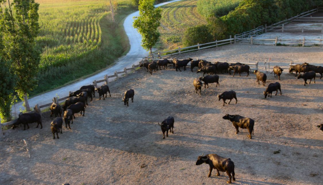 Societ&agrave; Agricola Scacco di Scacco Simone & c.ss
