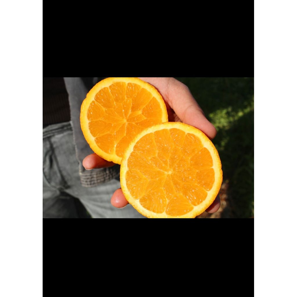 Arance Lane-Late Biologiche Siciliane