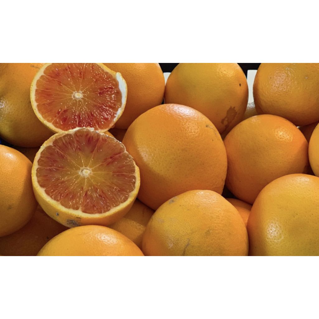 ARANCE CALABRESI DI VARIA VARIETA BIO 100% NATURALI