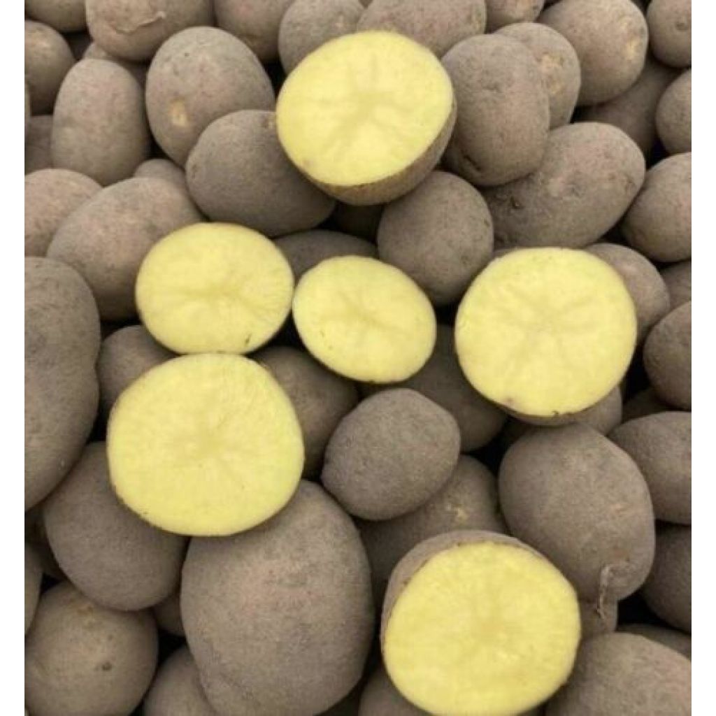 PATATE D PASTA GIALLA DELLA SILA 100% BIO