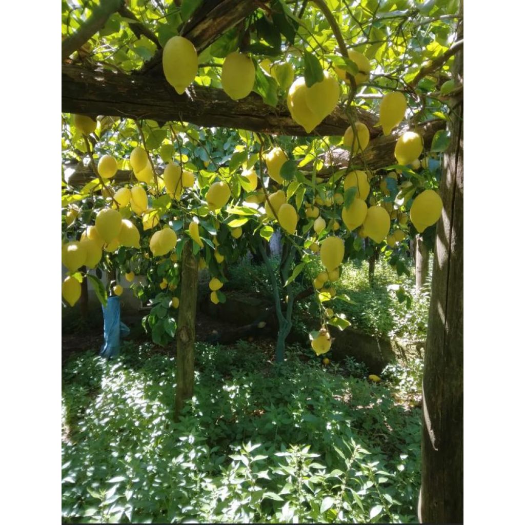 LIMONI CALABRESI BIO 100% NATURALI VARIA RAZZA