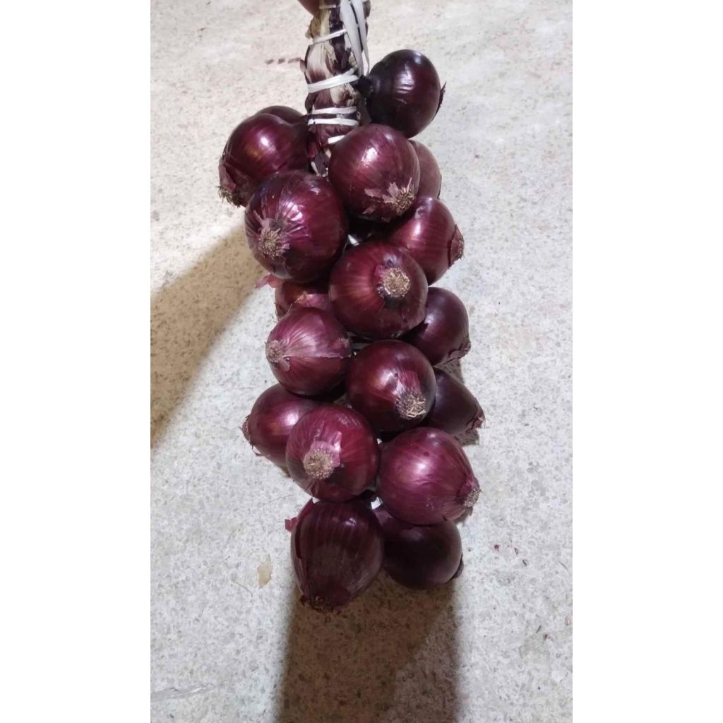 CIPOLLA DI TROPEA 100% BIO