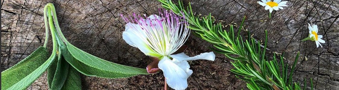 Societ&agrave; agricola VisAgri