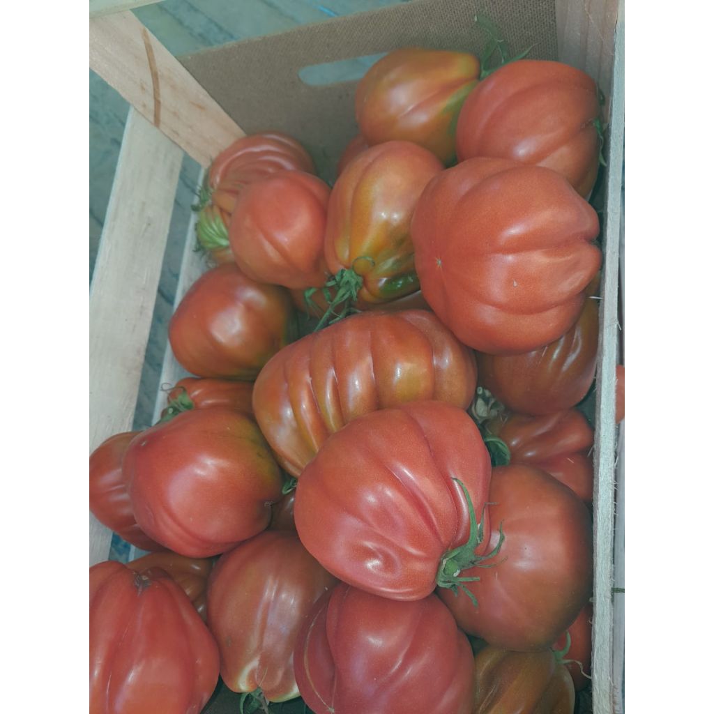 Pomodoro 1 kg