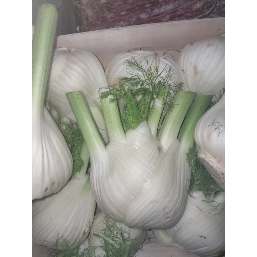 Finocchi Calabria kg