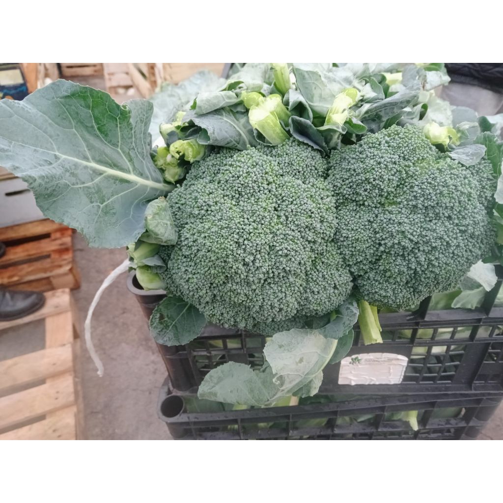 BROCCOLI