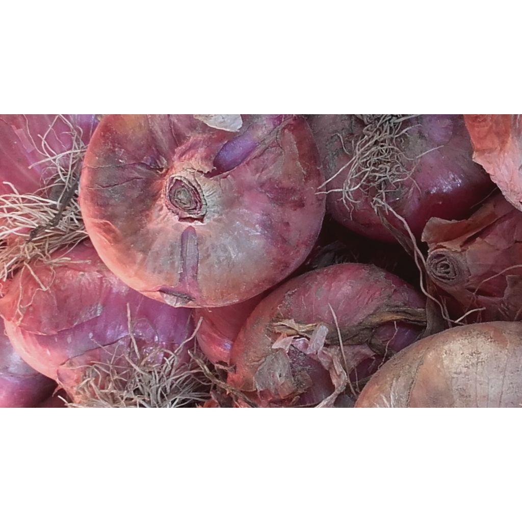 Rete di Cipolla Rossa de.co. - 5 kg