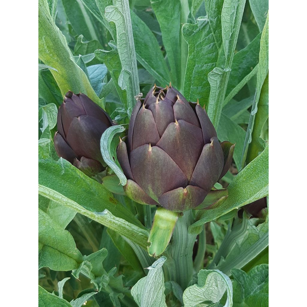 Mazzo di 10 carciofi