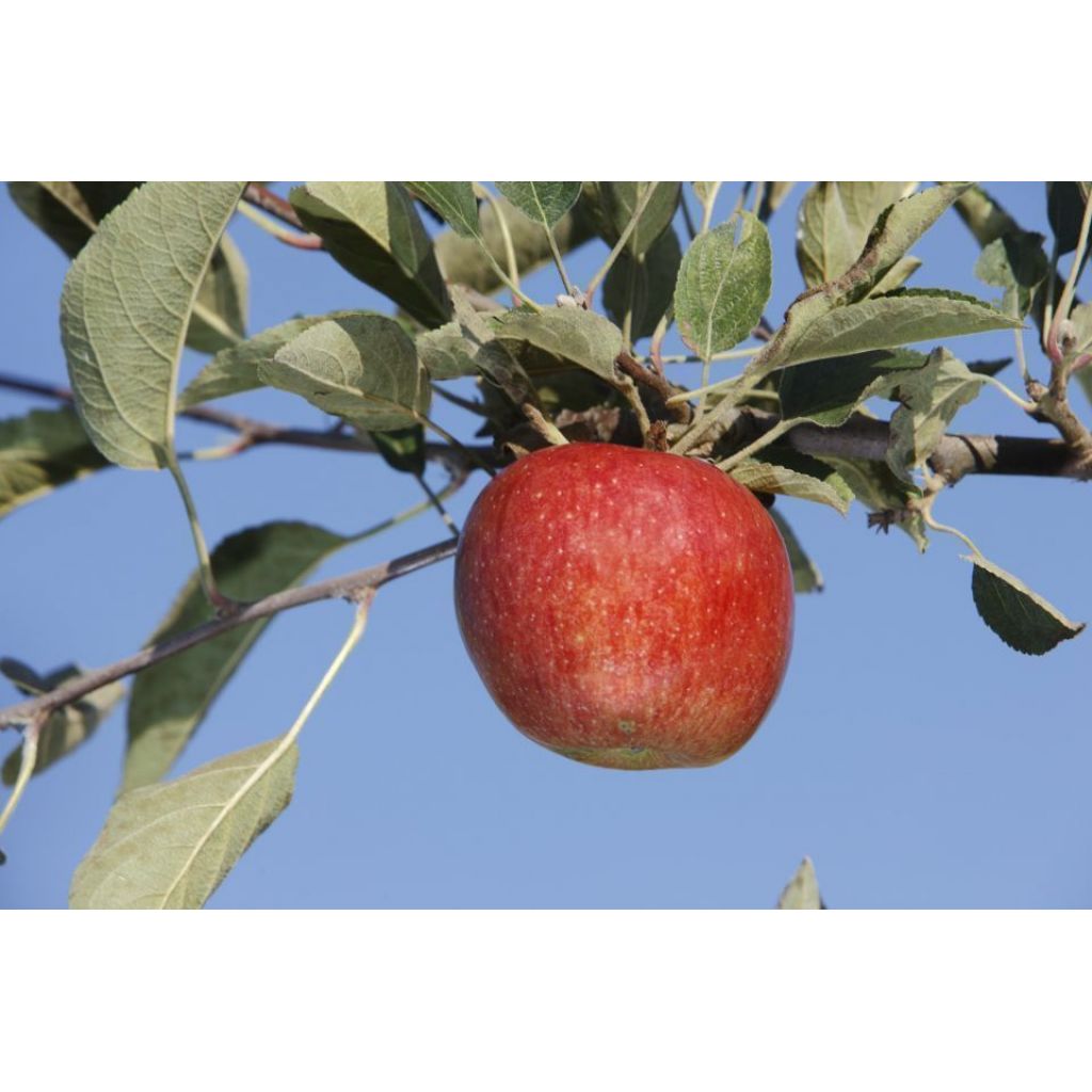Deposit BRAEBURN apples