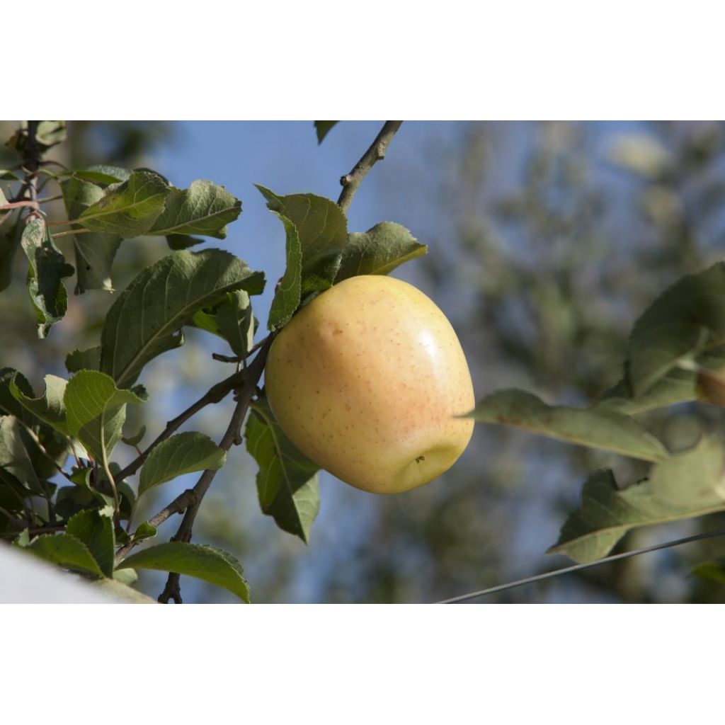 Deposit Golden apples