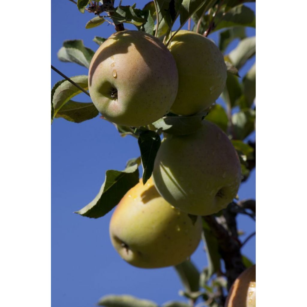 Deposit Goldrush apple