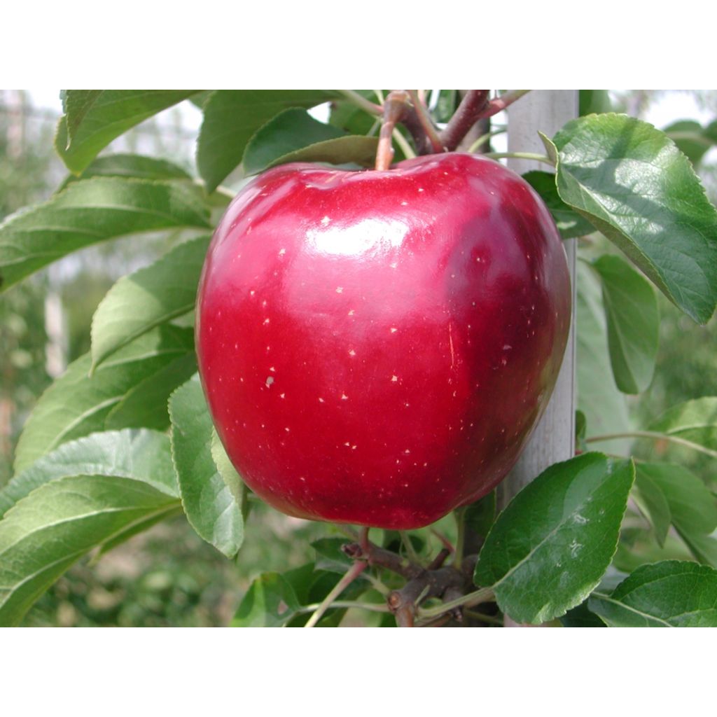 Mele Mod&igrave; - CA' BARLETI