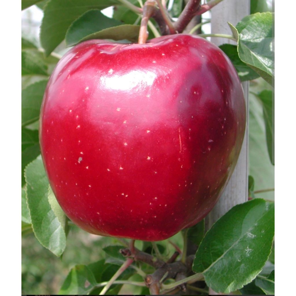 Mele Mod&igrave; piccole rete da 3 kg - CA' BARLETI