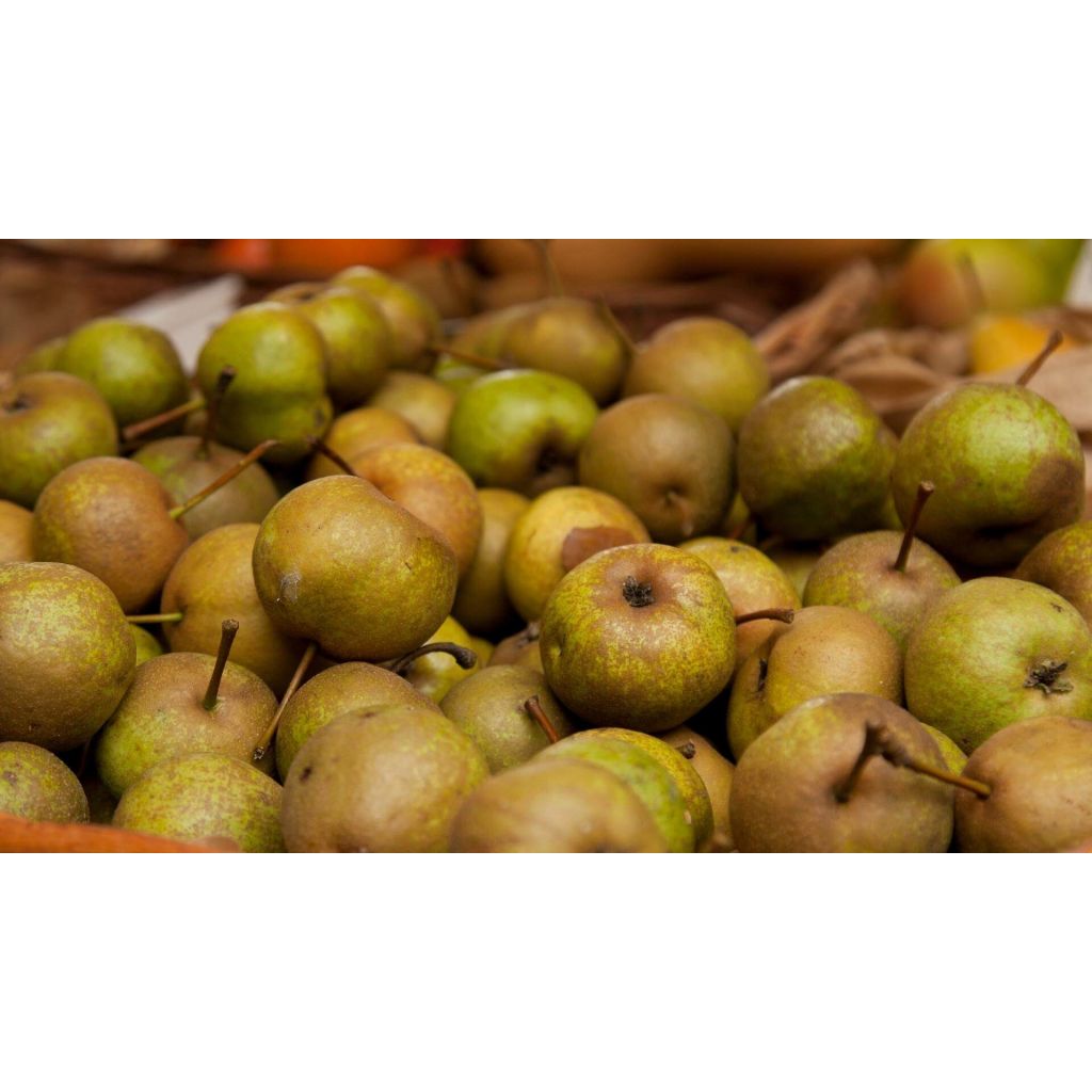 Pere volpine 1kg (da cuocere) - CA' BARLETI