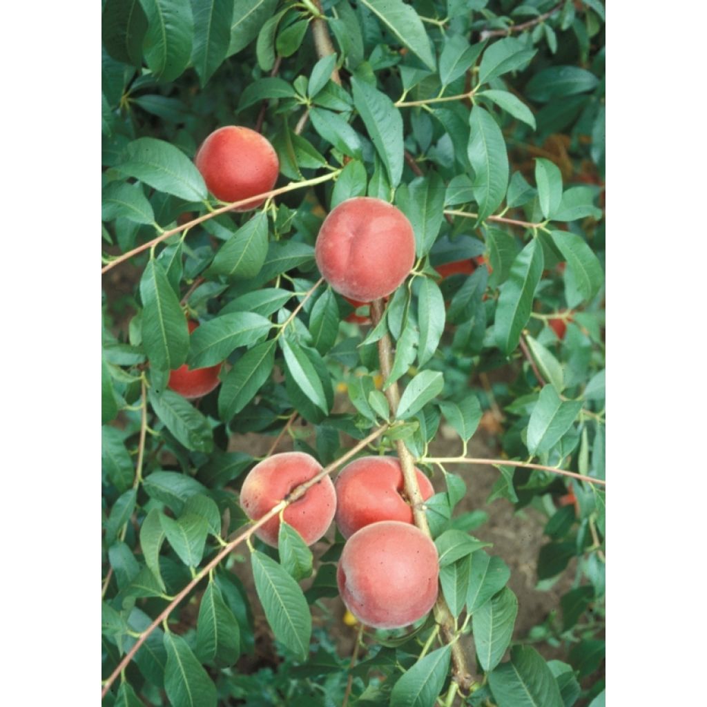 Pesche Royal Glory con pelo - CA' BARLETI