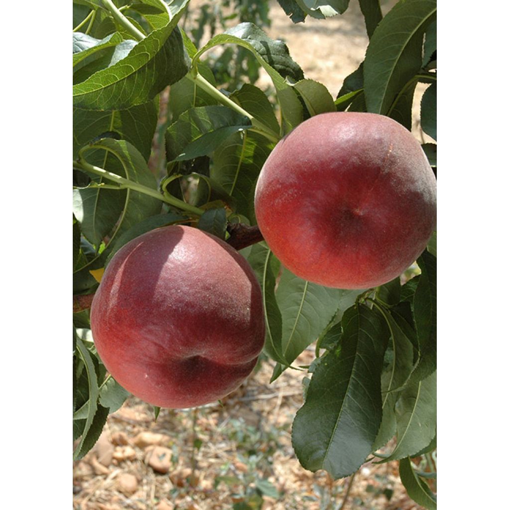 Pesche Royal Summer con pelo - CA' BARLETI