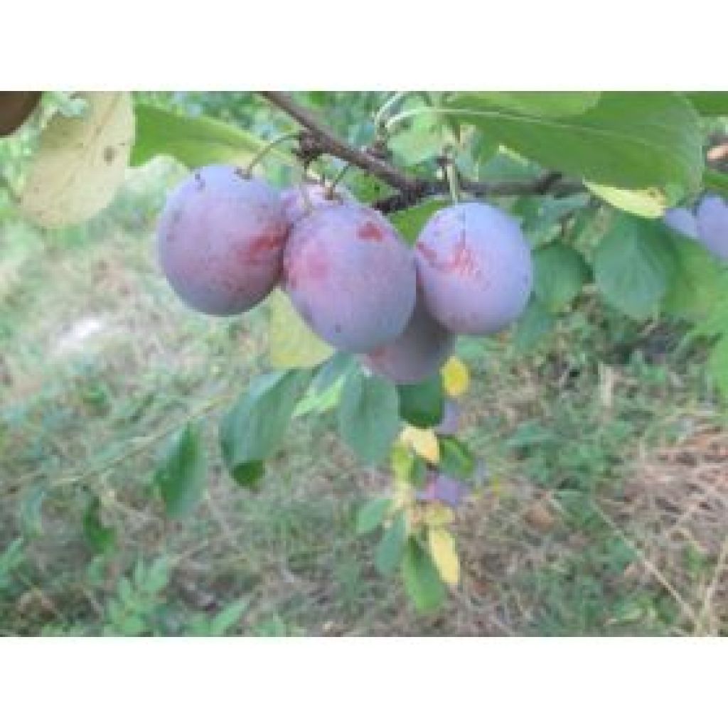 Susine Agostane 1kg - CA' BARLETI