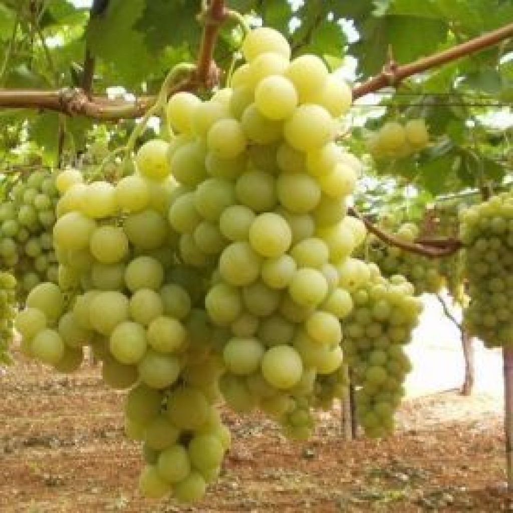 Uva da tavola mista 1kg - CA' BARLETI